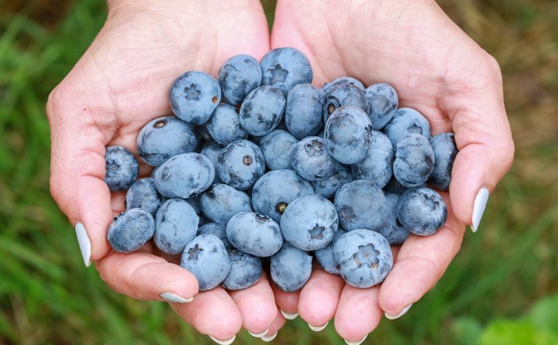 Mirtilli_InternationalBlueberryConference-810x500